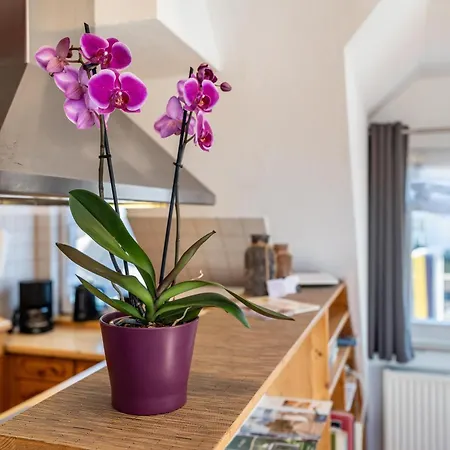 Schwarzwaldnest Apartamento Bad Wildbad